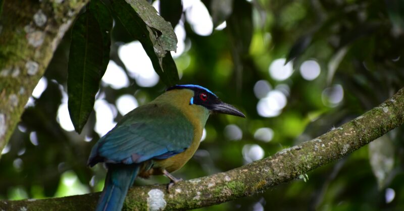 Finance and Biodiversity Day at COP16 – United Nations Environment ...